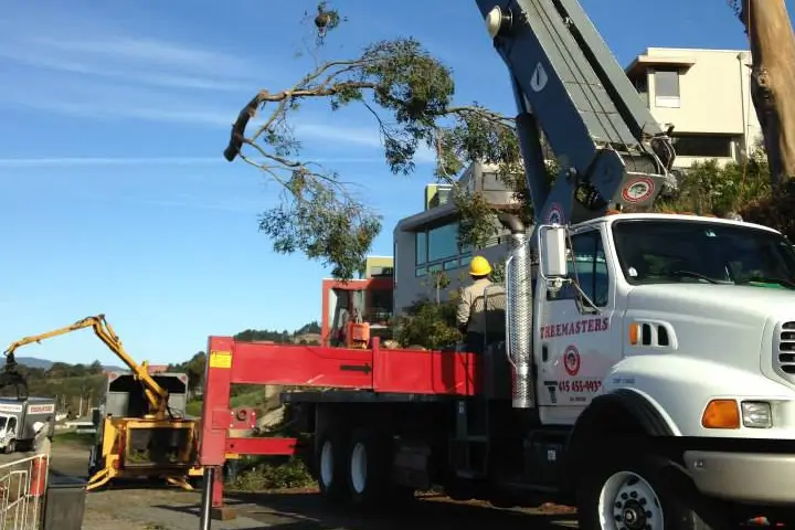 Commercial tree service by Treemasters in San Rafael and the Bay Area