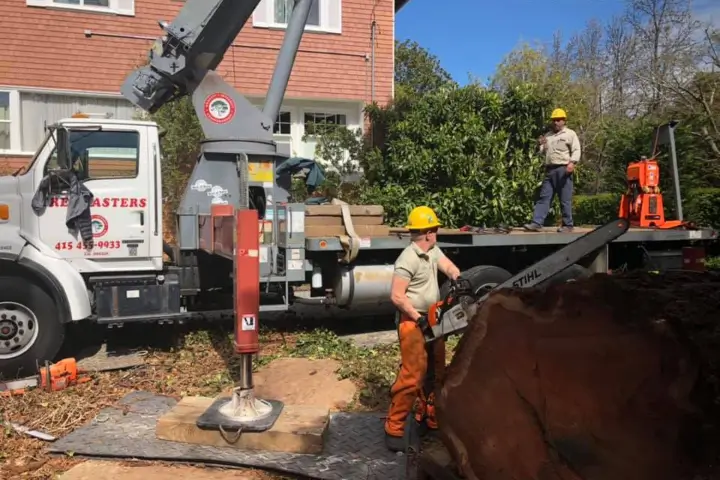 Residential Tree services by Treemasters in San Rafael and the Bay Area