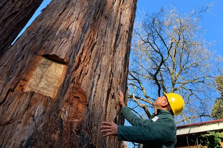 Tree Care consulting by Treemasters in San Rafael and the Bay Area