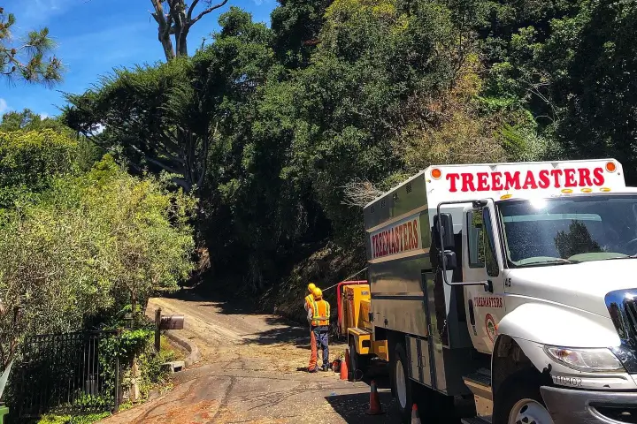 Tree Work Permits by Treemasters in San Rafael and the Bay Area