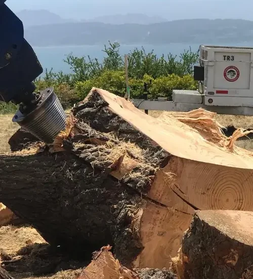 Stump grinding by Treemasters in San Rafael and the Bay Area