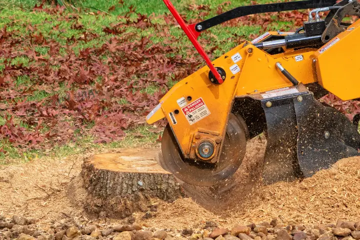 Stump Removal Services by Treemasters in San Rafael and the Bay Area