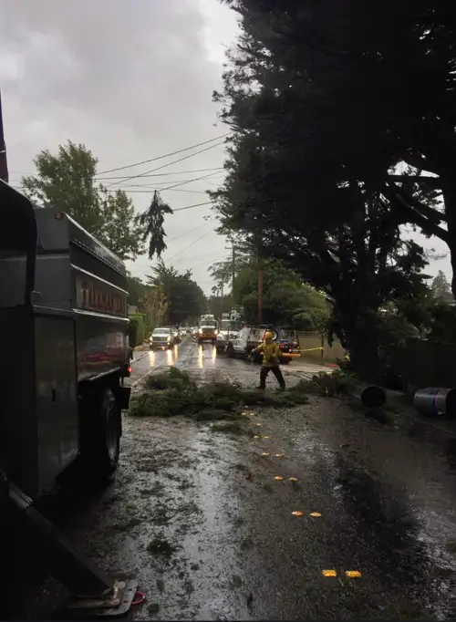 Storm cleanup services by Treemasters in San Rafael and the Bay Area