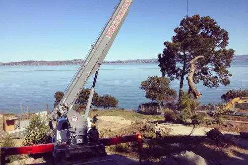Tree removal by Treemasters in San Rafael and the Bay Area