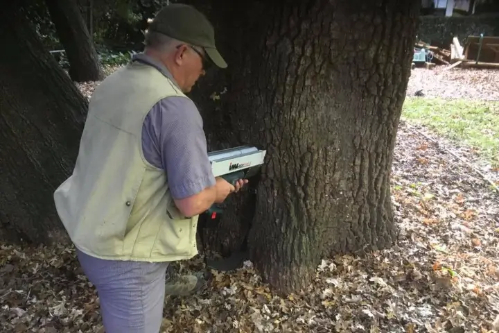 Tree Risk assessments by Treemasters in San Rafael and the Bay Area