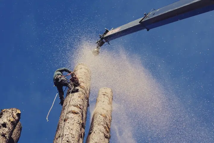 Tree care for municipalities by Treemasters in San Rafael and the Bay Area