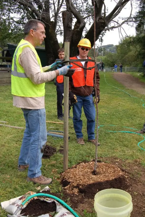 Ideal tree planting by Treemasters in San Rafael and the Bay Area