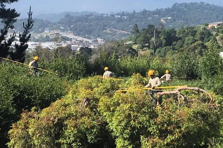Tree pruning by Treemasters in San Rafael and the Bay Area
