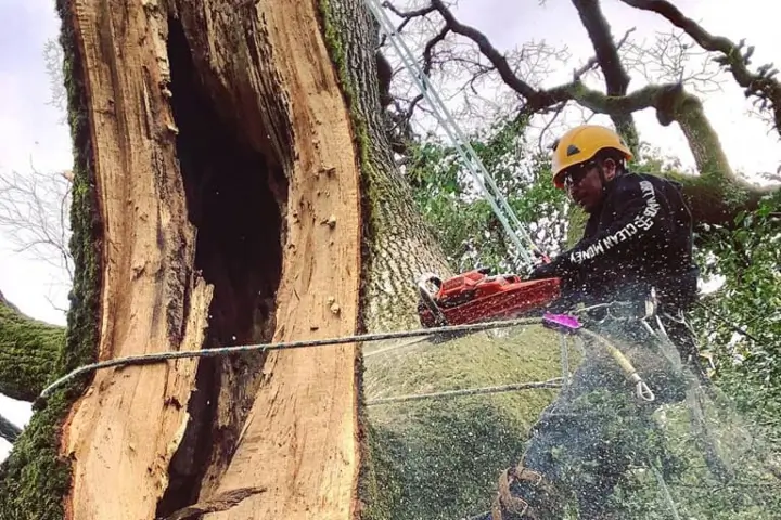 Emergency tree removal services by Treemasters in San Rafael and the Bay Area