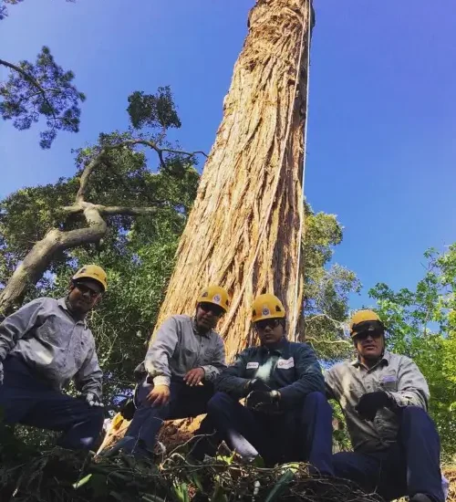 Tree removal services by Treemasters in San Rafael and the Bay Area