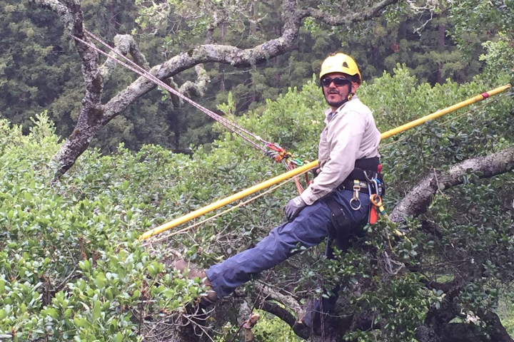 Tree pruning services by Treemasters in San Rafael and the Bay Area