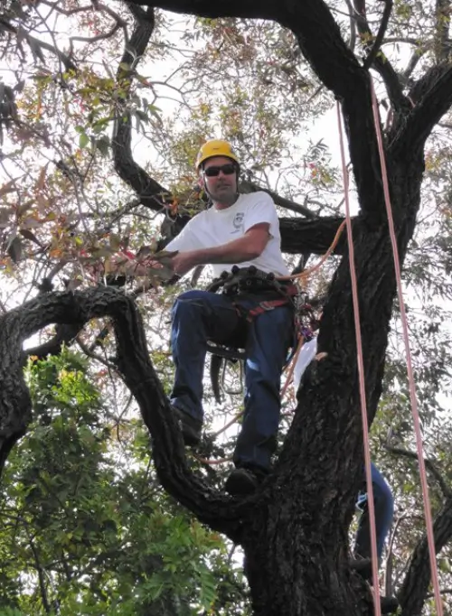 Tree pruning by Treemasters in San Rafael and the Bay Area