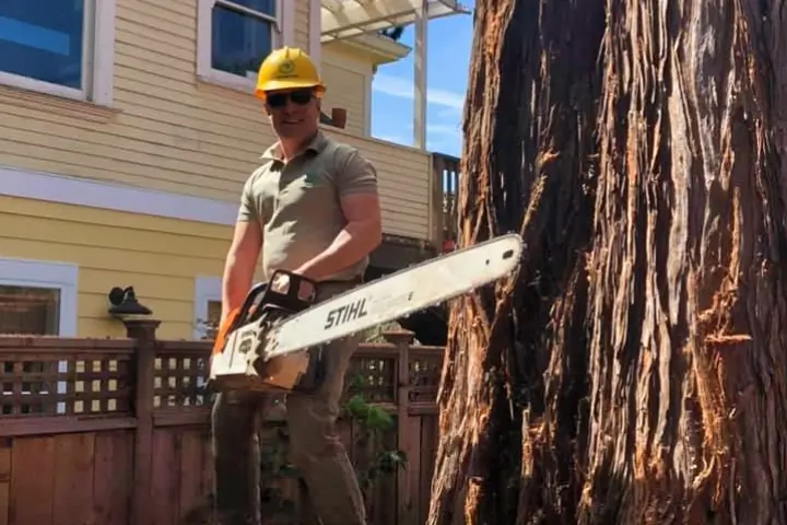 Local certified arborists by Treemasters in San Rafael and the Bay Area