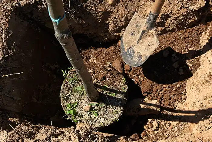 Tree planting by Treemasters in San Rafael and the Bay Area