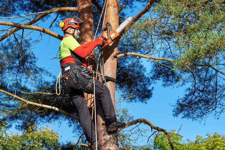 Tree care specialist with proper safety gear trimming a tree - Call Treemasters today for view enhancement & restoration services in Marin County.