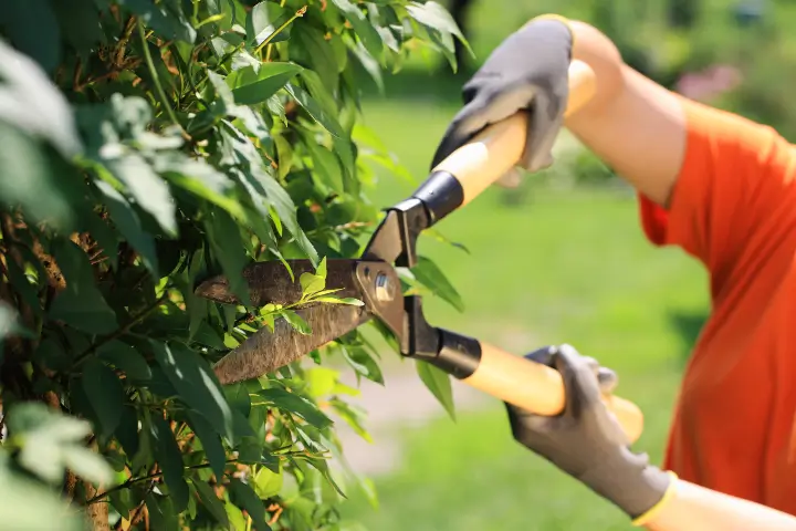 Shrub care by Treemasters in San Rafael and the Bay Area