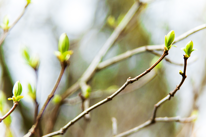 Preparing Your Trees for Spring in Marin County | Treemasters