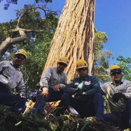 Professional arborists from Treemasters | Professional tree care services in Marin County and the Bay Area