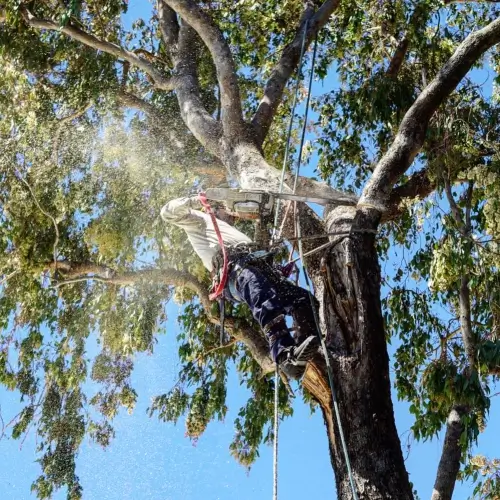 Professional tree care services in Marin County and the Bay Area by Treemasters
