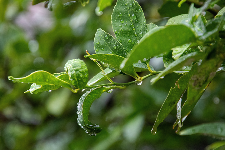 Essential Tips for Springtime Tree Care in Marin County | Treemasters