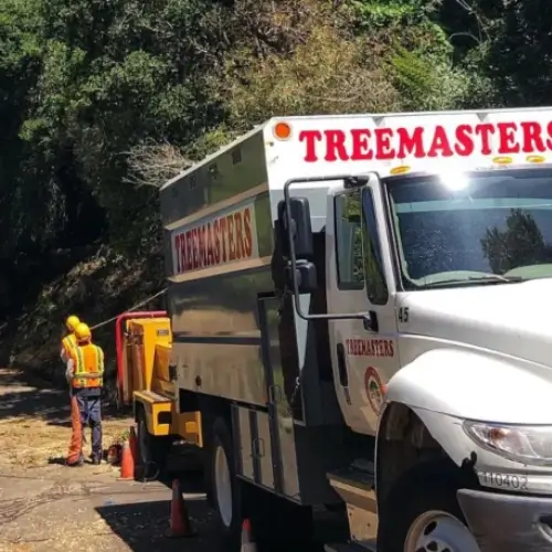 Professional arborists from Treemasters | Professional tree care services in Marin County and the Bay Area