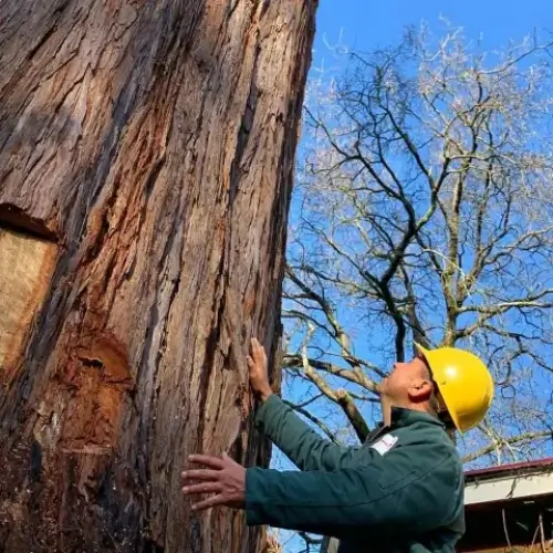 Tree Care consulting by Treemasters in San Rafael and the Bay Area