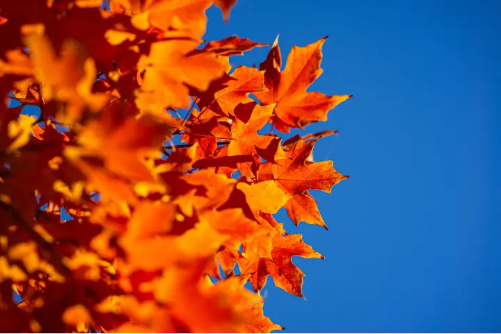 Orange Fall Leaves on a Tree with Blue Sky in Background