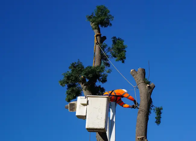 An arborist in a high lift trims a tree in the Bay Area CA