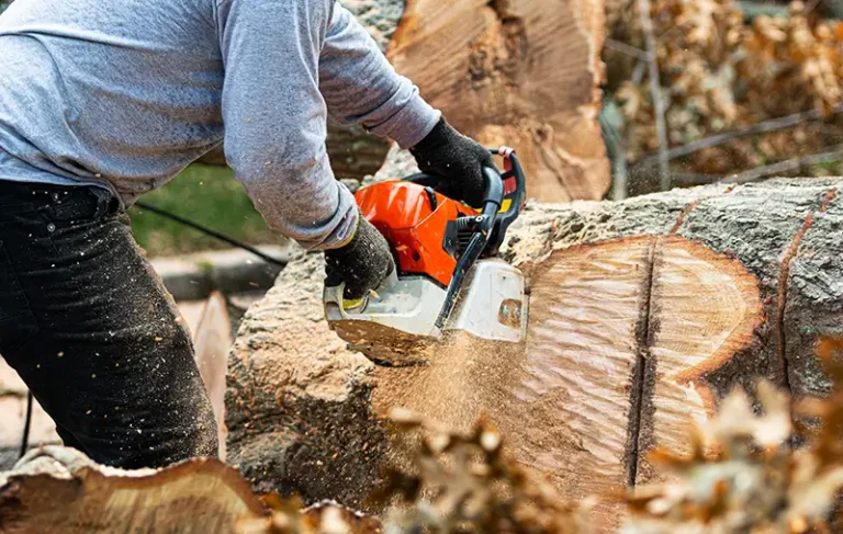 Tree Masters technician removing tree from yard. What is the price of tree removal?