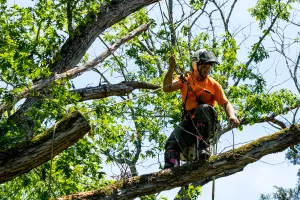 A tree pruning expert in an orange shirt holds a harness while walking along a tree branch