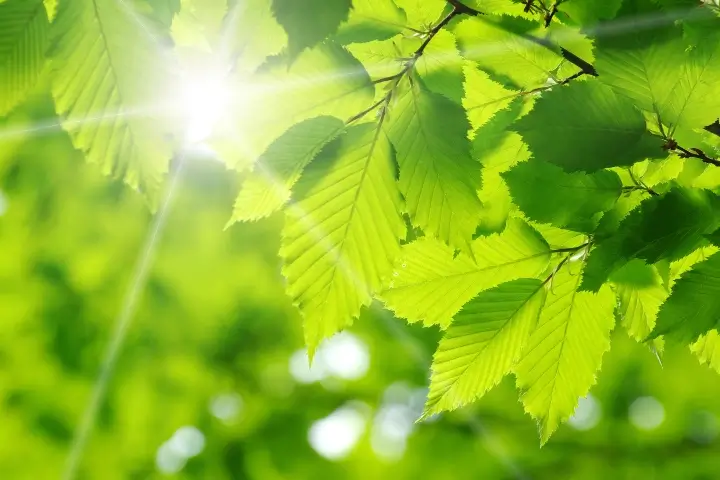 Green leaves on a tree - healthy tree maintenance by Treemasters