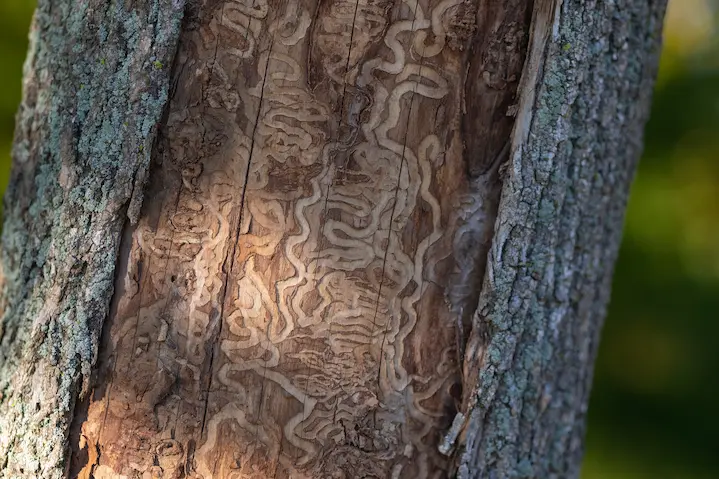 Close up macro of trunk of a dead tree damaged by emerald ash borer insect