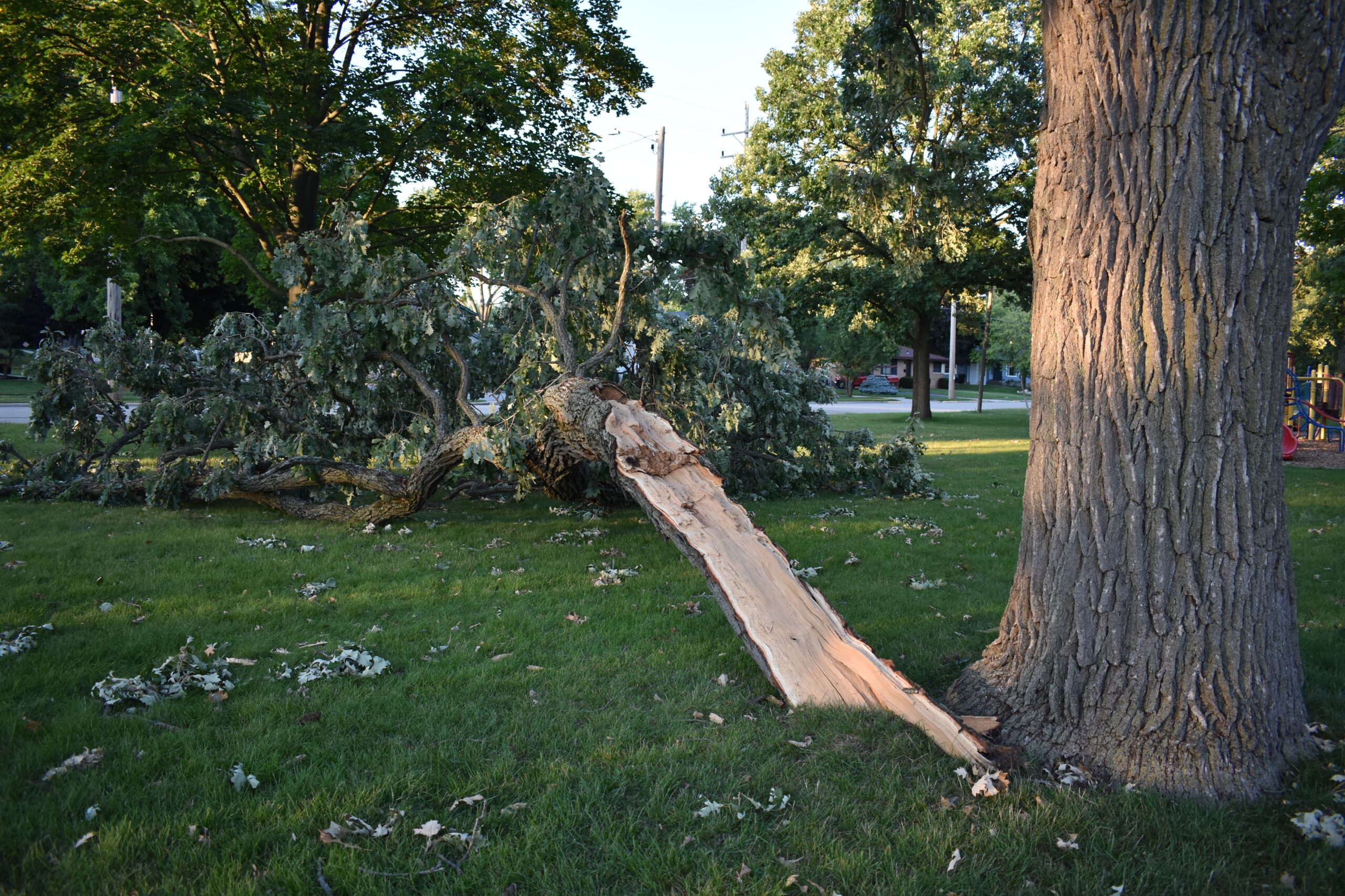 A large broken tree branch lying in a Bay Area CA yard after a storm