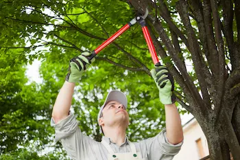 A professional arborist pruning a tree, using clippers over his head